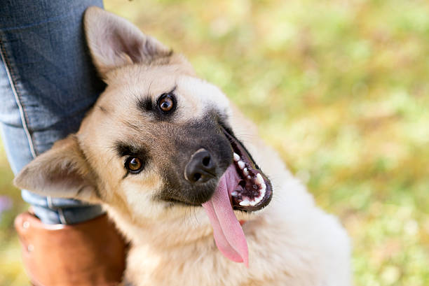 Pet Nutrition