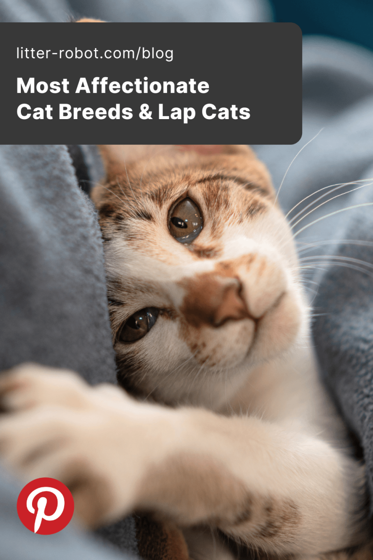 » The Most Popular Cat Breeds in the USA and Their Unique Characteristics